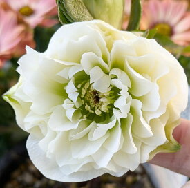 【開花見込み株】ミヨシのクリスマスローズ　ホワイトプリマドレス　4.5号苗　多弁ダブル咲き　【ホワイト系】