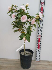 ցicoLjታiLIgjc؁@6(g04-3)
