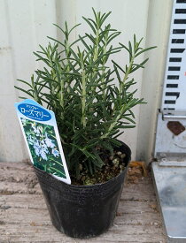 立性ローズマリー　マリンブルー　3号苗（）