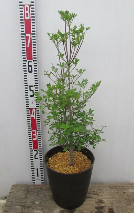 楽天市場】ドウダンツツジ 8号フレグラー鉢植え 苗木【鉢色：ダーク 