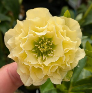 ~ṼNX}X[Y @[v}hX@3c@ٔd炫iN[/CG[nj