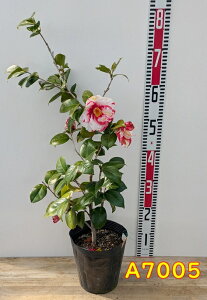 yIׂ錻izցicoLj@⍪i(ClV{)@6@c