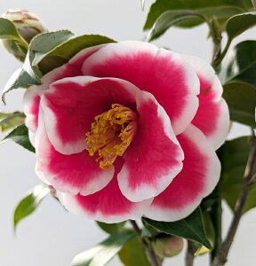 mցiZCEcoLjF̉Y(gmE) @ c؁@5.5