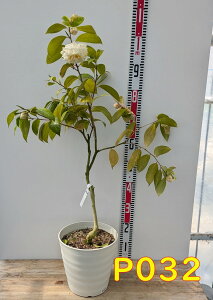 yIׂ錻izցicoLj̐ iLmZcj 8