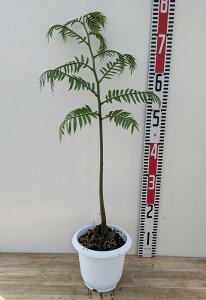 Er^C@5.5Ac(h41)