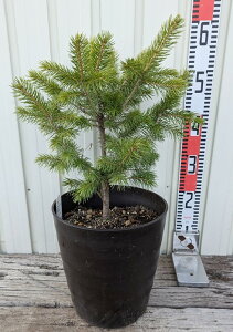 yizsZAEvQXgEq@X[p[u[@c؁@8tO[A@P902