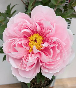 {^iOjc؁@ʕ}u(^}tE)@7