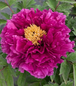 {^(O) c؁@_a(VEf) @7