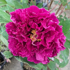 ボタン(牡丹) 苗木 大正の誇(タイショウノホコリ) 7号