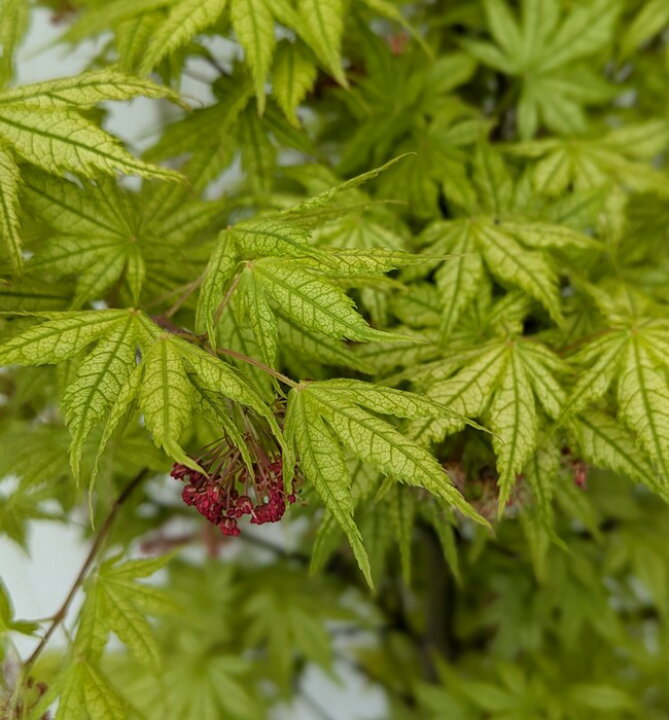 楽天市場】【現品発送】シギタツザワモミジ(鴫立沢紅葉) 6号鉢植え 