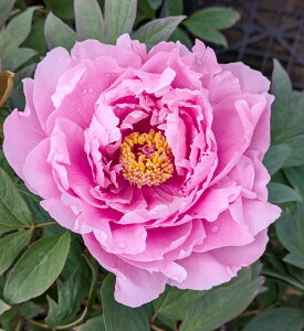 {^(O) c؁@֐ΊiJTCAJVK^j7