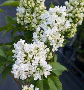 CbN@}_Cl@6|bgA c؁iv04j