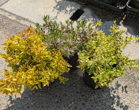 【3種セット】矮性アベリア コンフェッティ/カレイドスコープ/ホープレイズ　苗木　5号【グランドカバー】