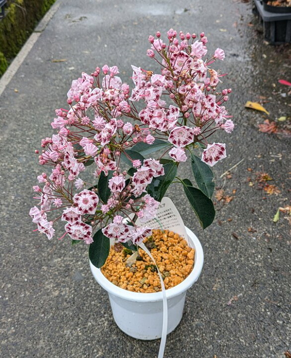 楽天市場】カルミア レッドクラウン 苗木 5号鉢植え : 千草園芸