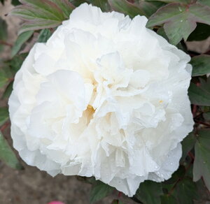 {^(O)@c؁@̐(}cmL)@7