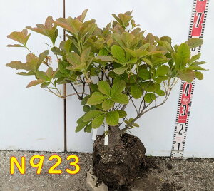 yIׂ錻izDccWiNtlccWj 50cm`