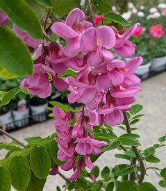 ニセアカシア　カスケルージュ　苗木　7号(k12)