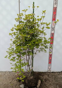 yizhE_ccW@c؁@W50cm×40cm@H100cm@V711sԁAgt؁t