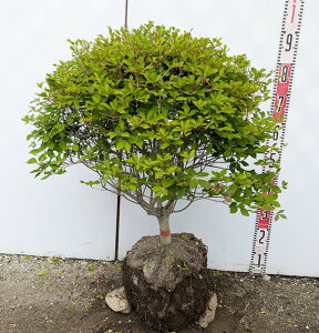 yizhE_ccW ʎdā@ W60cm×H60cm R594sԁAgt؁@c؁t