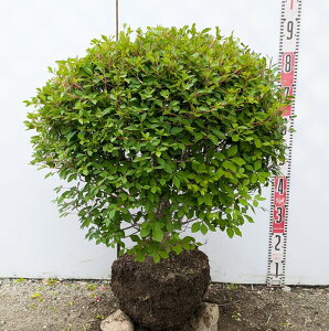 yizhE_ccW ʎdā@ W60cm×H60cm R595sԁAgt؁@c؁t