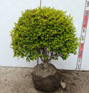 yizhE_ccW ʎd W55cm×H55cm TD302sԁAgt؁@c؁t