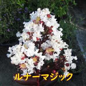 yIׂizt̃RpNgTXx@yTZbg}WbN(Ԍn)@i[}WbN(n)@Vh[}WbN(ԁ`sNn) z@c؁@ 5