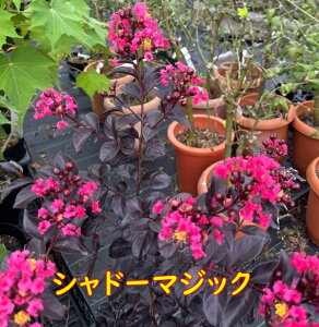 yIׂizt̃RpNgTXx@yTZbg}WbN(Ԍn)@i[}WbN(n)@Vh[}WbN(ԁ`sNn) z@c؁@ 5