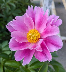 {䉖cijzVNNcj@sNn@6c