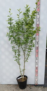 胀NQ@[YIuV@VK[fBbv@c؁@7@1.3m(k12 y13)