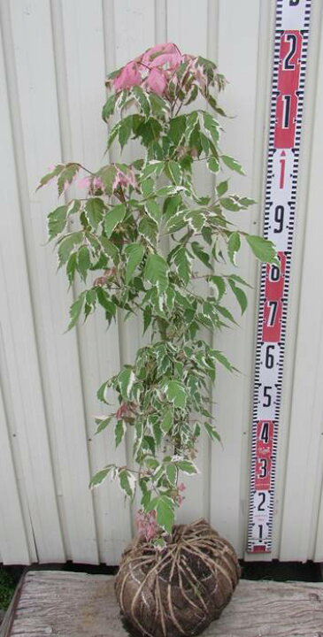 楽天市場】ネグンドカエデ フラミンゴ 苗木 樹高80cm : 千草園芸 