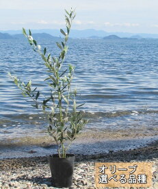 【選べる品種】　オリーブの木 苗木　4号　Hタイプ【ルッカ、アルベキナ、ミッション、コロネイキ、レッチーノ】
