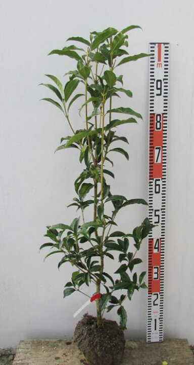 楽天市場 キンモクセイ 金木犀 苗木 樹高90cm 千草園芸