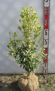 植木 盆栽 ヒイラギの通販 価格比較 価格 Com 植木 盆栽 ヒイラギの通販 価格比較 価格 Com