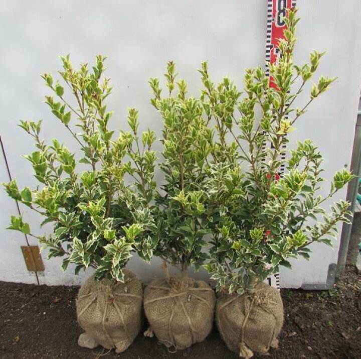 楽天市場 斑入り柊 フイリヒイラギ 縞柊 シマヒイラギ 苗木 樹高約40cm 3本セット 千草園芸