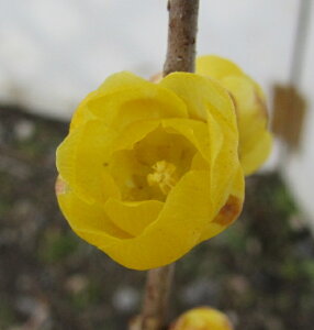 ロウバイ 盆栽 植木の人気商品 通販 価格比較 価格 Com