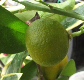 楽天市場 シークワーサー 花 ガーデン Diy の通販