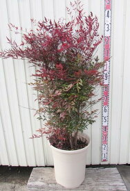 楽天市場 南天 鉢植えの通販