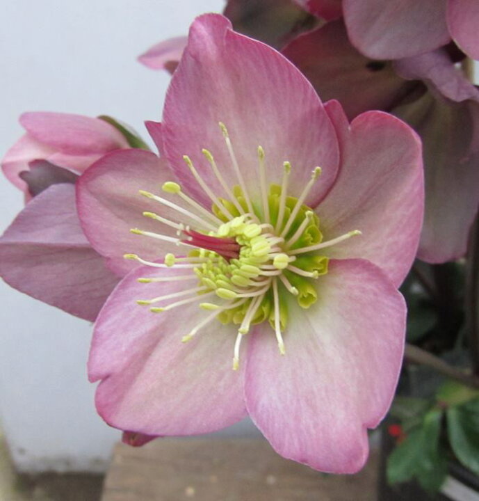 楽天市場 クリスマスローズ 氷の薔薇 コオリノバラ ローズ 開花見込み株 4 5号 ピンク系 一重咲き シングル咲き 千草園芸 楽天市場 クリスマスローズ 氷の薔薇 コオリノバラ ローズ 開花見込み株 4 5号 ピンク系 一重咲き シングル咲き 千草園芸