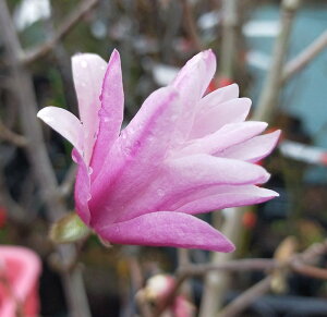 PRuViqRuV/VfRuVjsN @c؁@1.2m