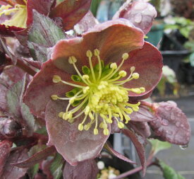 楽天市場 クリスマスローズ 種類 色の通販