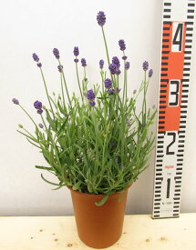 楽天市場 ラベンダー 苗 4号の通販