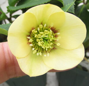 クリスマスローズ 開花見込み株 実生苗  シングル咲き イエローフラッシュ 4号ポット苗