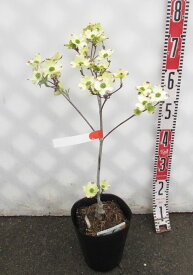 楽天市場 ハナミズキ 白花の通販