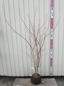 楽天市場 花壇 種類 植物 イロハモミジ 植木 ガーデニング 農業 花 ガーデン Diyの通販