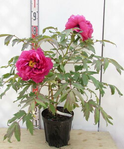 牡丹 苗の人気商品 通販 価格比較 価格 Com