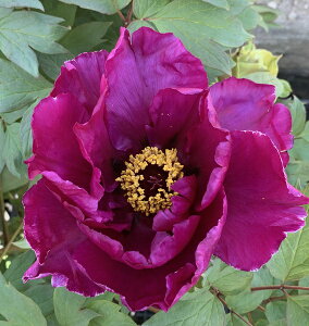 牡丹 苗の人気商品 通販 価格比較 価格 Com