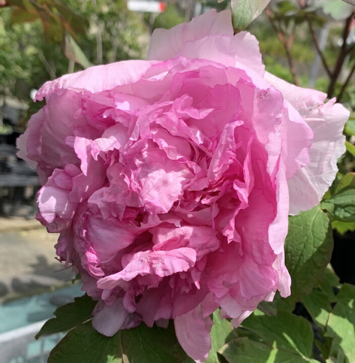 楽天市場 花なし 現品 ボタン 牡丹 苗木 緑胡蝶 リョクコチョウ 7号 75 千草園芸