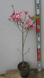 ハナミズキ ピンク 盆栽 植木の人気商品 通販 価格比較 価格 Com ハナミズキ ピンク 盆栽 植木の人気商品 通販 価格比較 価格 Com