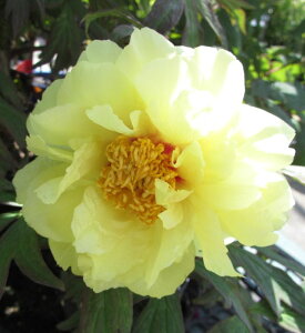 ボタン(牡丹) 苗木 ハイヌーン 7号