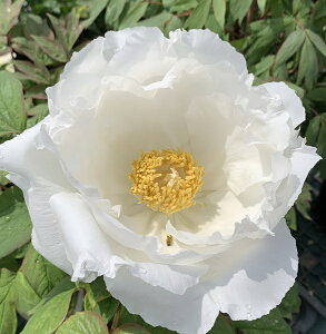 {^(O) c؁@ܑB(S_CVEj7